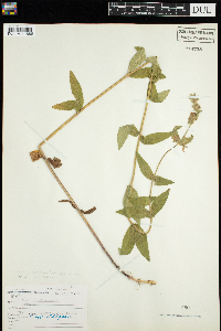 Stachys palustris image