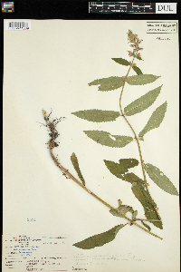 Stachys palustris image
