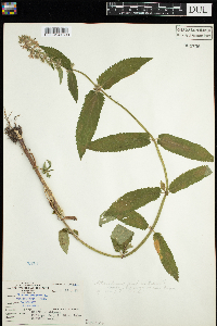 Stachys palustris image