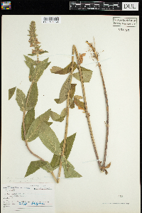 Stachys palustris image