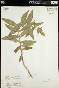 Stachys palustris image