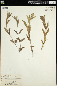 Stachys palustris image