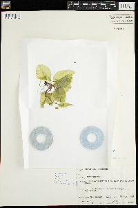 Nuphar variegata image