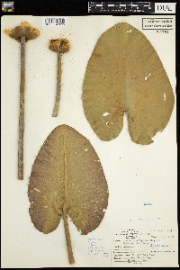 Nuphar variegata image