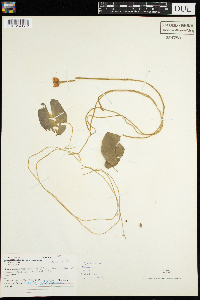 Nuphar microphylla image