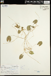 Nuphar variegata image