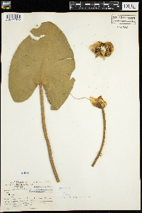 Nuphar variegata image