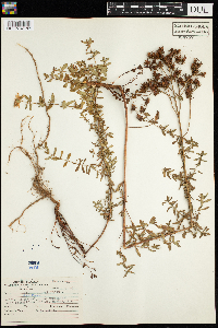 Hypericum perforatum image