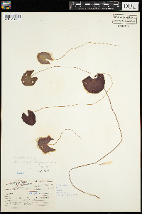 Nuphar variegata image