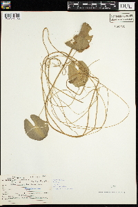 Nuphar variegata image