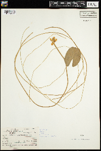 Nuphar microphylla image