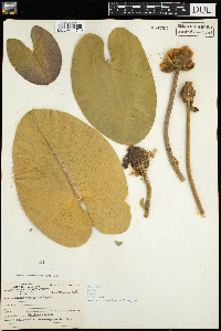 Nuphar variegata image