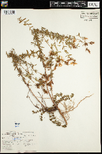 Hypericum perforatum image