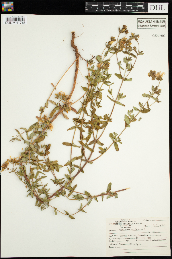 Hypericum perforatum image