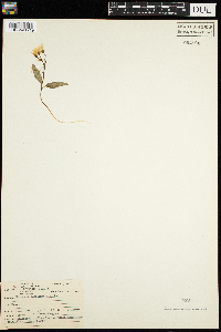 Claytonia caroliniana image