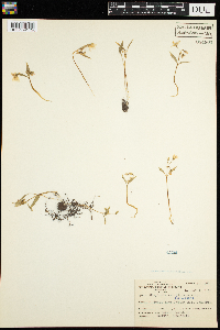 Claytonia caroliniana image