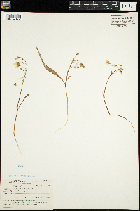 Claytonia virginica image
