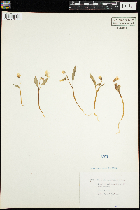 Claytonia caroliniana image