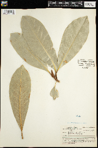 Magnolia grandiflora image