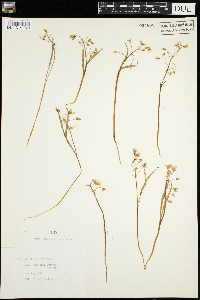 Claytonia virginica image