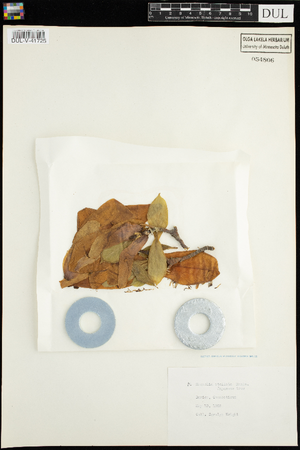 Magnolia stellata image