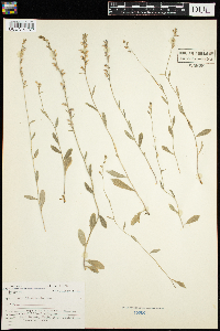 Lobelia spicata image