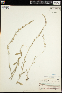 Lobelia kalmii image