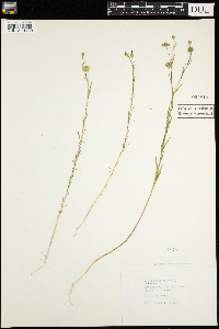 Linum usitatissimum image