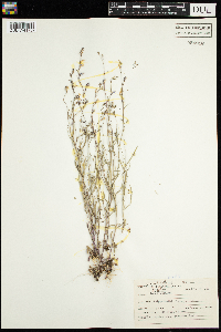 Lobelia kalmii image