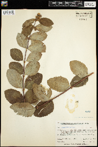 Symphoricarpos occidentalis image