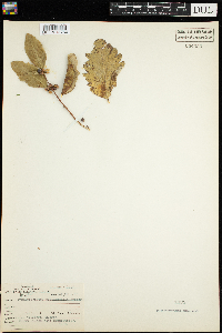 Symphoricarpos occidentalis image
