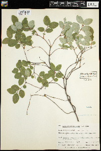 Symphoricarpos albus image