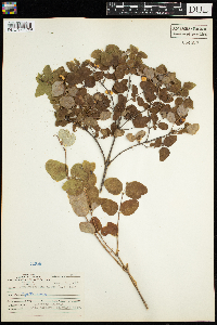 Symphoricarpos albus image