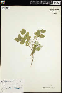 Symphoricarpos albus image