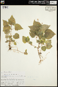 Circaea alpina image
