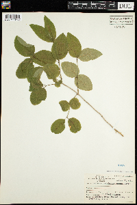 Lonicera canadensis image