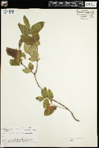 Lonicera canadensis image