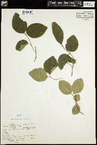 Lonicera canadensis image