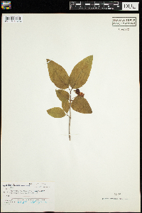 Lonicera canadensis image