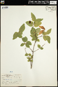 Lonicera canadensis image