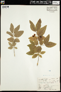 Lonicera canadensis image