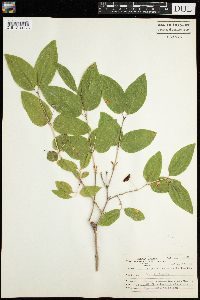 Lonicera canadensis image