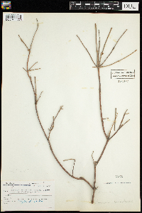 Lonicera canadensis image