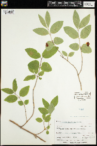 Lonicera canadensis image