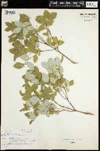 Lonicera canadensis image