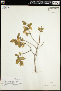 Lonicera canadensis image