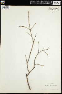 Lonicera canadensis image