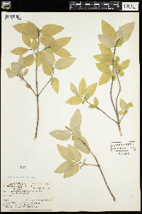 Lonicera canadensis image