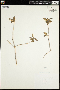 Lonicera canadensis image