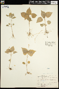 Circaea alpina image